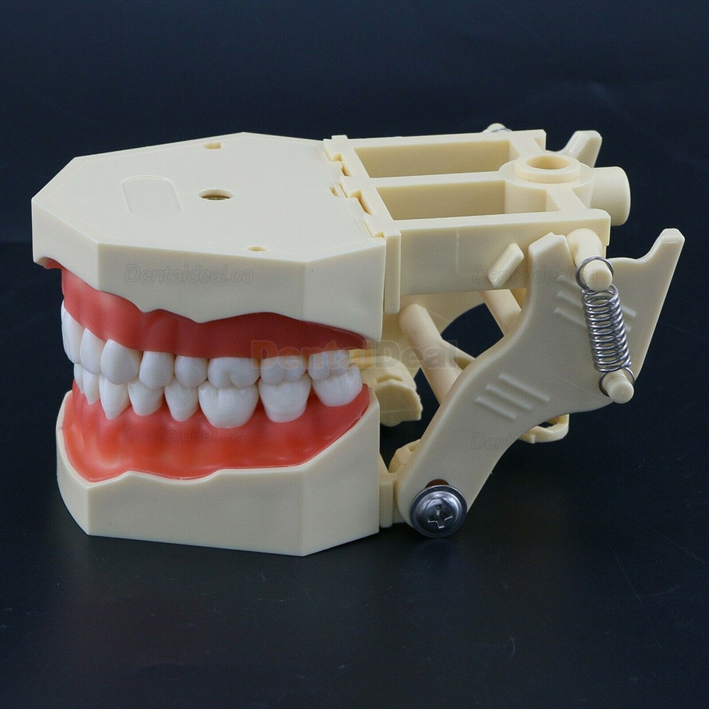 Dental Typodont Model M8014 32Pcs Teeth Fit Frasaco AG3